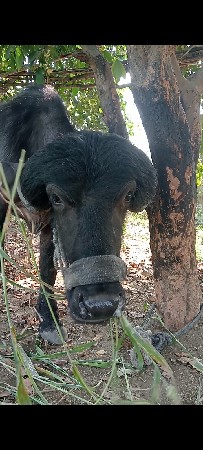 જાફરાબાદી પાડી