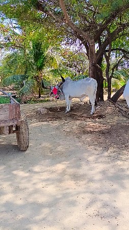 બળદ વેચવાના છે