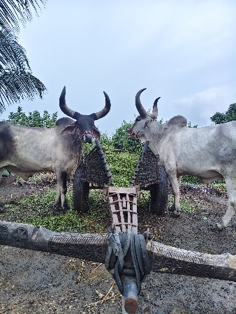 थंबनेल 2