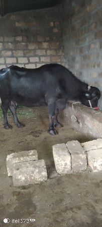 ભેંશ વેસવા ની છે