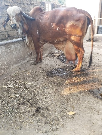 થંબનેલ 2