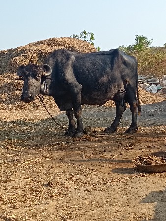આઠથી દસ દિવસ તાજી મિયાણલ