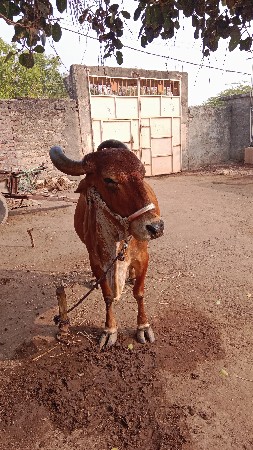 ગાય