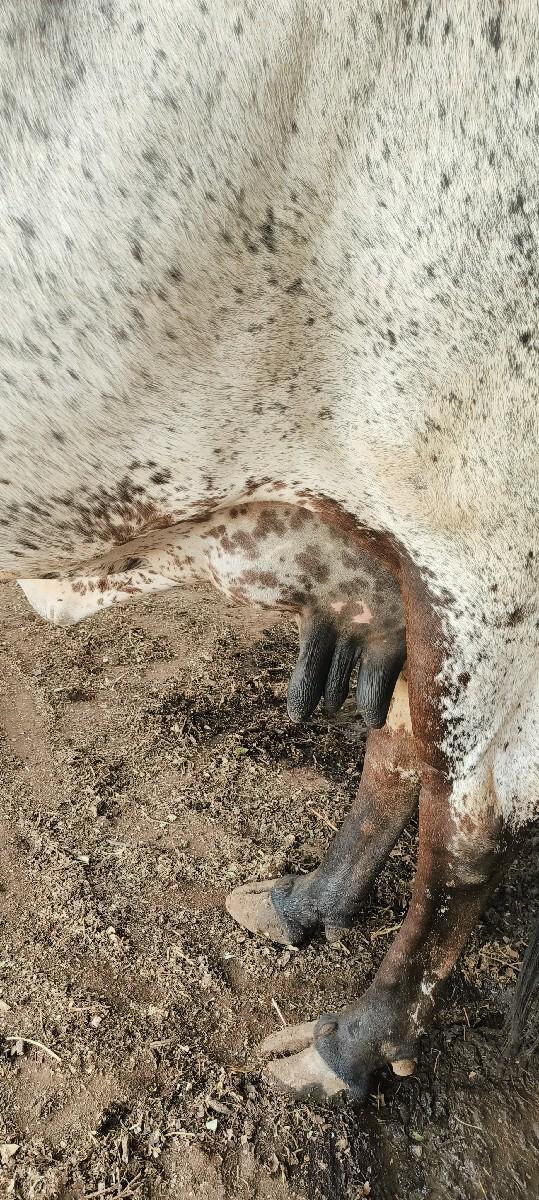 લીલડી ગાય