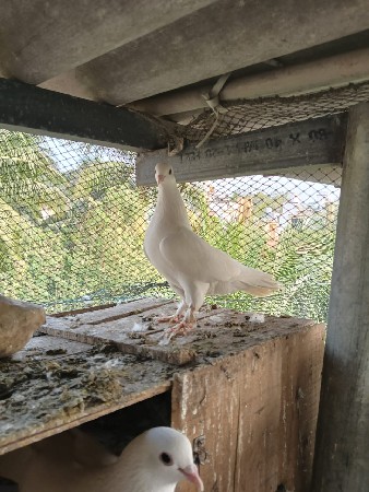 थंबनेल 2