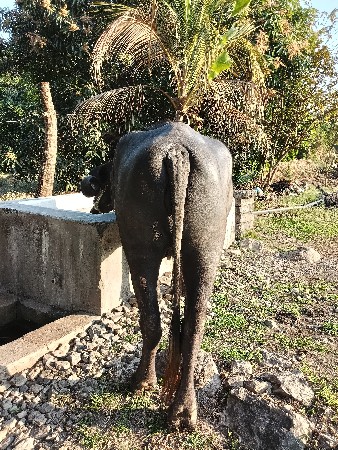 1 વેતર જાફરાબાદી ખડેલી વેસવાની છે