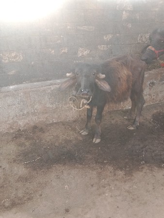 જાફરી પાડી બે વેચવાની છે