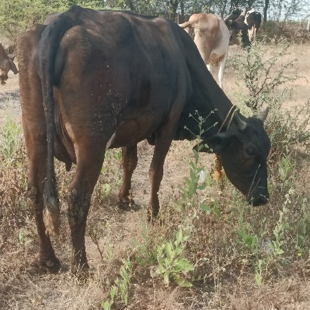 थंबनेल 3