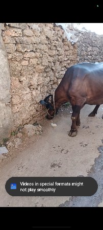 ગાભણ ભેંશ આપવાની છે.!!