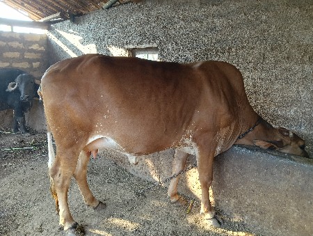 ગાય દોવામાં સોજી છે લાલ કલરની છે