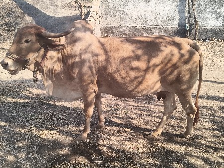 ગાય વેચવાની છે.