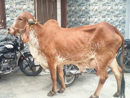 original ગીર ગાય છે