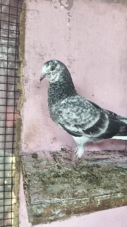 થંબનેલ 2