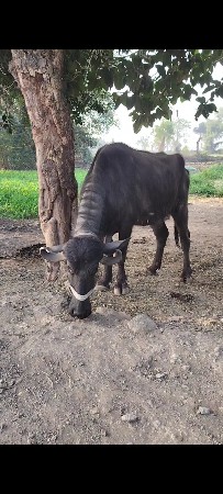 ખડેલી વેચવા ની છે