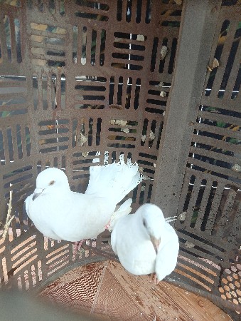 थंबनेल 3