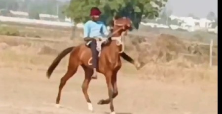 ઘોડો છે 2 વરસ નો
