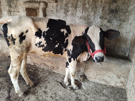 थंबनेल 2