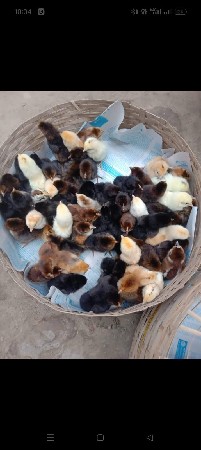 થંબનેલ 5