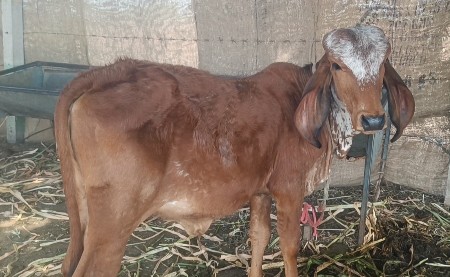 વાછરડી વેચવાની છે