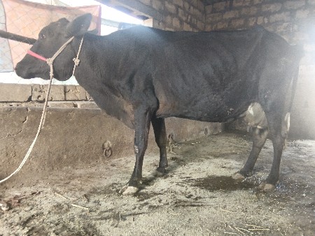 એચએફ ગાય વેચવાની છે