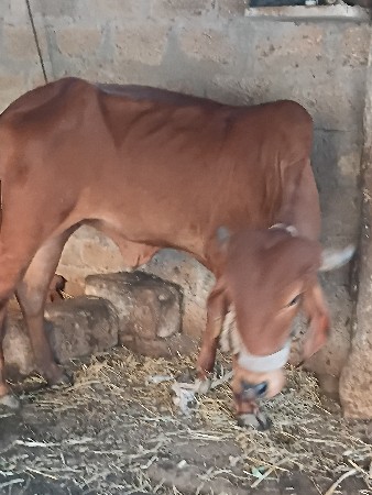 થંબનેલ 3