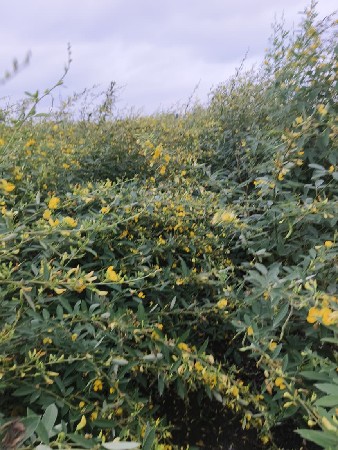 તુવેર નો ભૂકો વેચવા નો છે