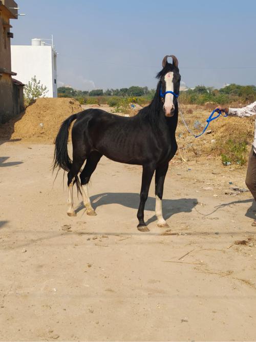 થંબનેલ 2