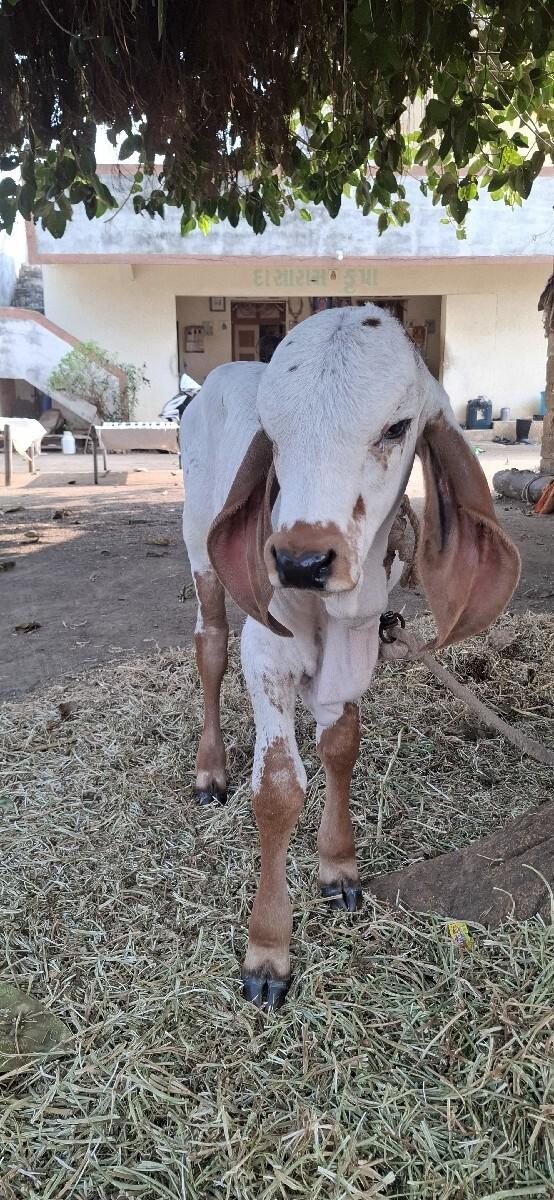 थंबनेल 2