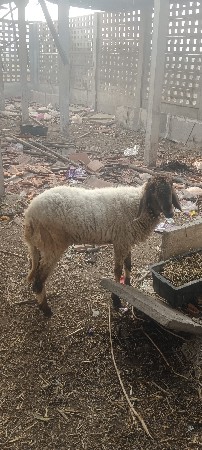 ઘેટી વેચવાની છે