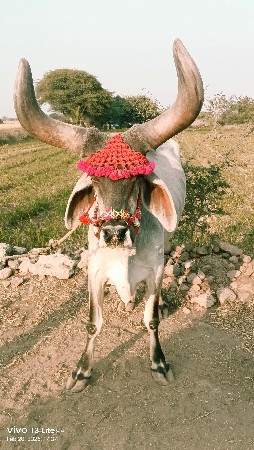 થંબનેલ 2