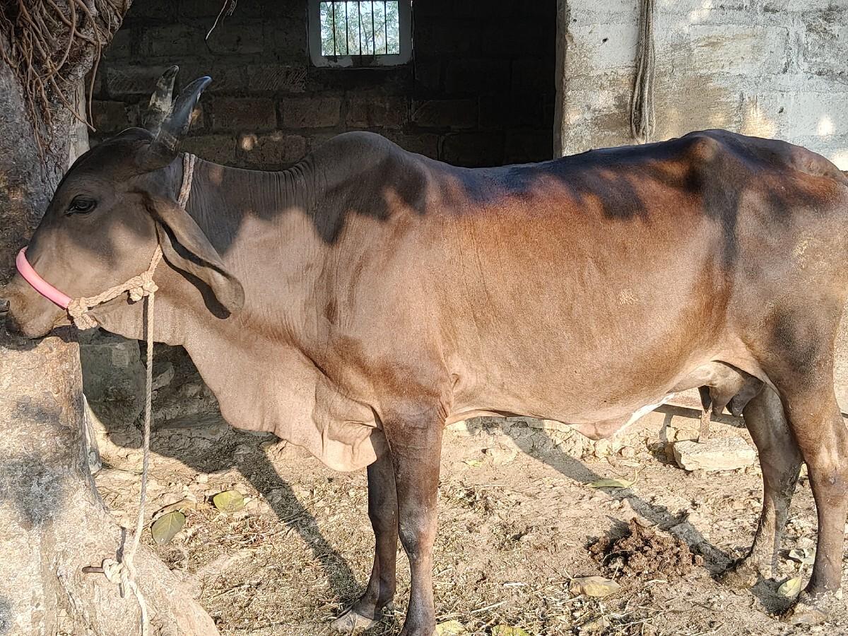 थंबनेल 2