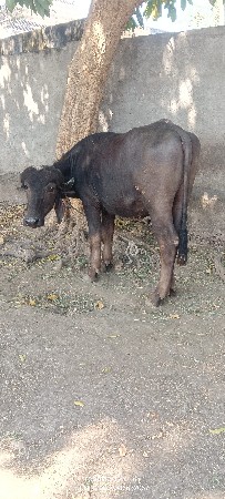 થંબનેલ 6