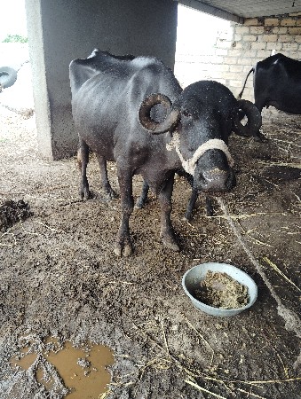 ભેસ વેચવાની સે