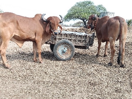 થંબનેલ 3