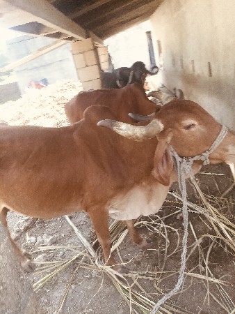 थंबनेल 3