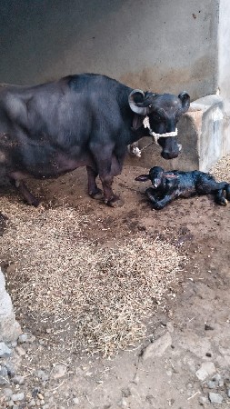 થંબનેલ 3