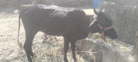 વાશડી વેશવાની છે