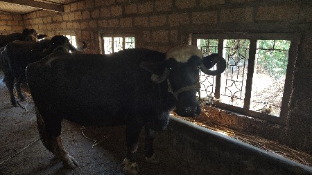 थंबनेल 3