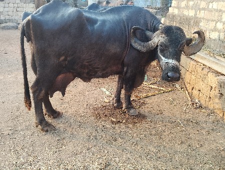 ભેસ વેચવાની શે