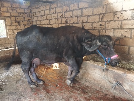 थंबनेल 3