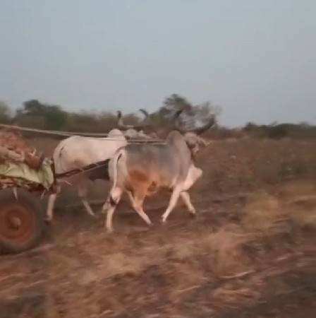 બરધ વેચવાના છે