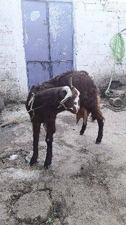 બકરી વેચવાની છે દૂધવાળી