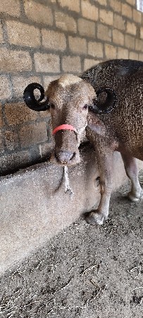 ખડેલી વેશ ની છે સાટા પણ કરસુ