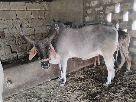 બળદ વેચવાના છે એક વાવણી વાવેલ ફૂલ જ