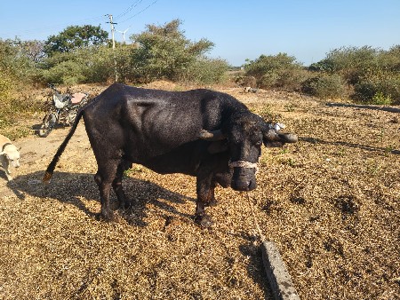 थंबनेल 2