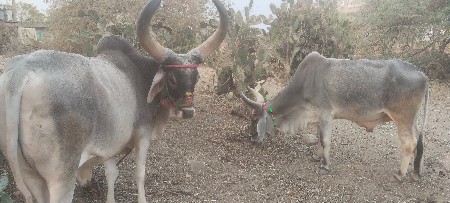 વઢીયાર  2 ધર