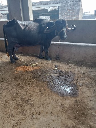 थंबनेल 4