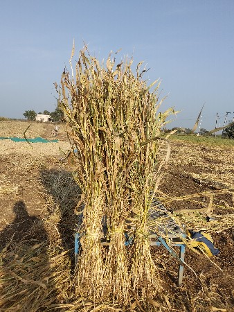 જુવાર ની નીણ