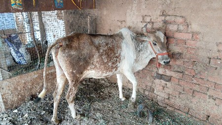 ગાય વેચવાની છે ત્રીજુ વેતર
