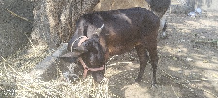 थंबनेल 2